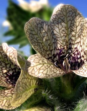 Fotografia 6 da espécie Hyoscyamus niger no Jardim Botânico UTAD