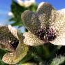 Fotografia 6 da espécie Hyoscyamus niger do Jardim Botânico UTAD