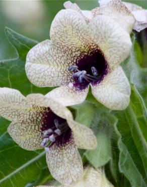 Fotografia 9 da espécie Hyoscyamus niger no Jardim Botânico UTAD