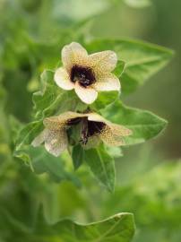 Fotografia da espécie Hyoscyamus niger