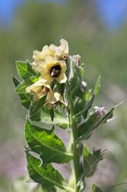 Fotografia da espécie Hyoscyamus niger