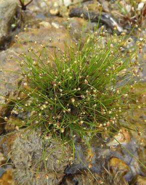 Fotografia 3 da espécie Isolepis setacea no Jardim Botânico UTAD