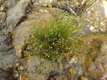 Fotografia da espécie Isolepis setacea