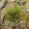 Fotografia 3 da espécie Isolepis setacea do Jardim Botânico UTAD