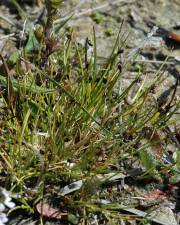 Fotografia da espécie Isolepis setacea