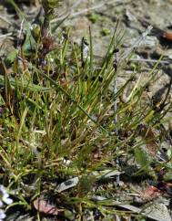 Isolepis setacea