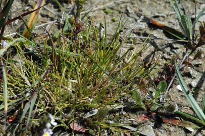 Fotografia da espécie Isolepis setacea