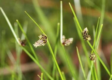 Fotografia da espécie Isolepis setacea