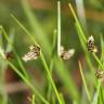 Fotografia 4 da espécie Isolepis setacea do Jardim Botânico UTAD