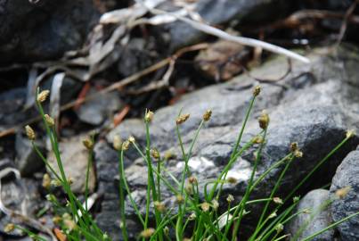 Fotografia da espécie Isolepis cernua