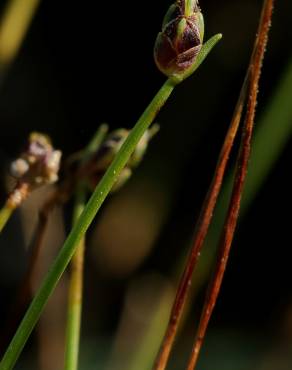 Fotografia 3 da espécie Isolepis cernua no Jardim Botânico UTAD