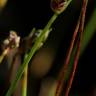 Fotografia 3 da espécie Isolepis cernua do Jardim Botânico UTAD