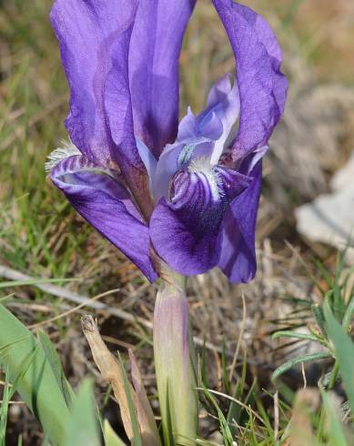 Fotografia de capa Iris lutescens - do Jardim Botânico