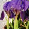 Fotografia 5 da espécie Iris lutescens do Jardim Botânico UTAD