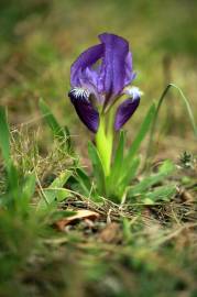 Fotografia da espécie Iris lutescens