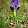 Fotografia 6 da espécie Iris lutescens do Jardim Botânico UTAD