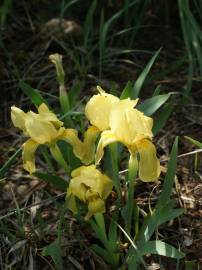 Fotografia da espécie Iris lutescens