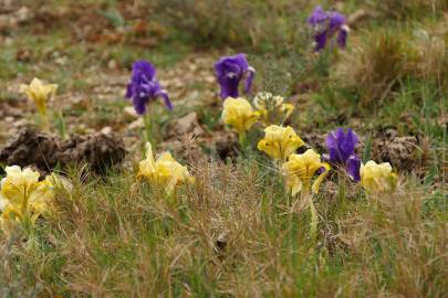 Fotografia da espécie Iris lutescens