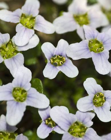 Fotografia de capa Ionopsidium acaule - do Jardim Botânico