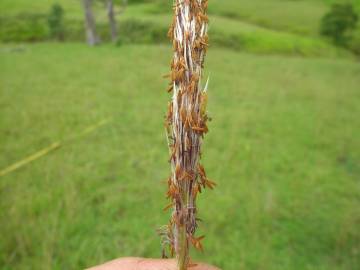 Fotografia da espécie Imperata cylindrica