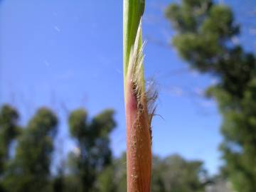 Fotografia da espécie Imperata cylindrica