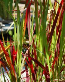 Fotografia da espécie Imperata cylindrica