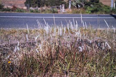 Fotografia da espécie Imperata cylindrica