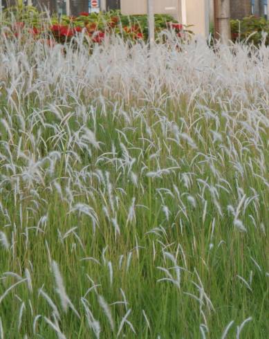 Fotografia de capa Imperata cylindrica - do Jardim Botânico