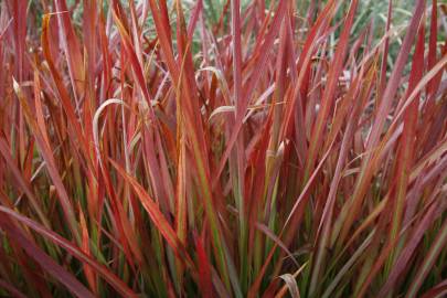 Fotografia da espécie Imperata cylindrica