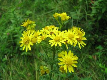 Fotografia da espécie Jacobaea vulgaris