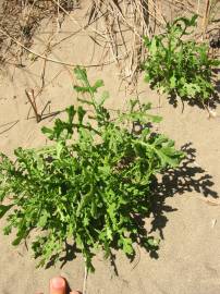 Fotografia da espécie Senecio elegans