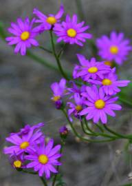 Fotografia da espécie Senecio elegans