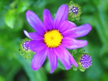 Fotografia da espécie Senecio elegans