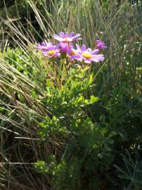 Fotografia da espécie Senecio elegans