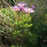 Fotografia 5 da espécie Senecio elegans do Jardim Botânico UTAD