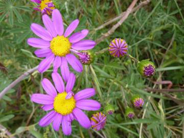 Fotografia da espécie Senecio elegans