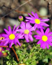 Fotografia da espécie Senecio elegans