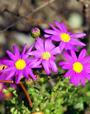 Fotografia 1 da espécie Senecio elegans no Jardim Botânico UTAD