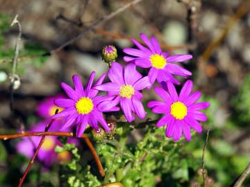 Fotografia da espécie Senecio elegans