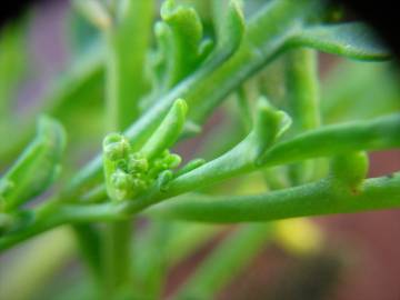 Fotografia da espécie Senecio elegans