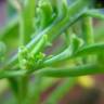 Fotografia 7 da espécie Senecio elegans do Jardim Botânico UTAD