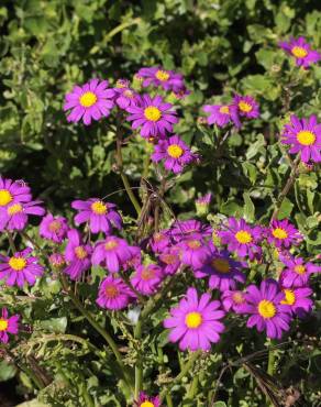 Fotografia 8 da espécie Senecio elegans no Jardim Botânico UTAD