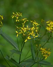 Fotografia da espécie Senecio ovatus