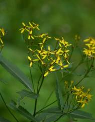 Senecio ovatus