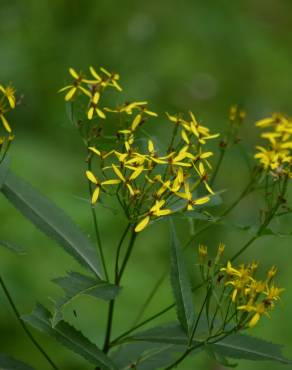 Fotografia 1 da espécie Senecio ovatus no Jardim Botânico UTAD