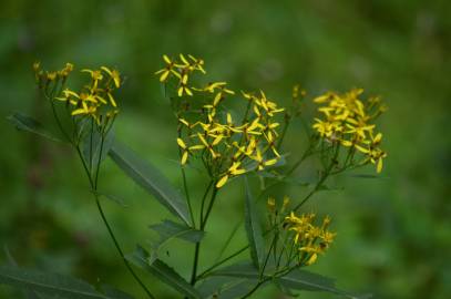 Fotografia da espécie Senecio ovatus