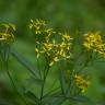 Fotografia 1 da espécie Senecio ovatus do Jardim Botânico UTAD