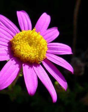 Fotografia 9 da espécie Senecio elegans no Jardim Botânico UTAD