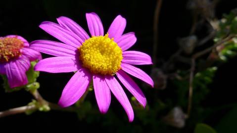 Fotografia da espécie Senecio elegans