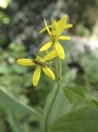 Fotografia da espécie Senecio ovatus